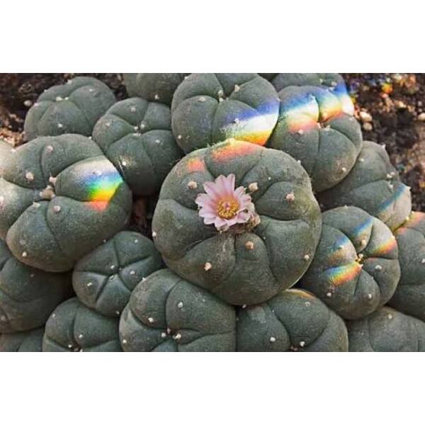 Mescaline (Psychedelic) 1g