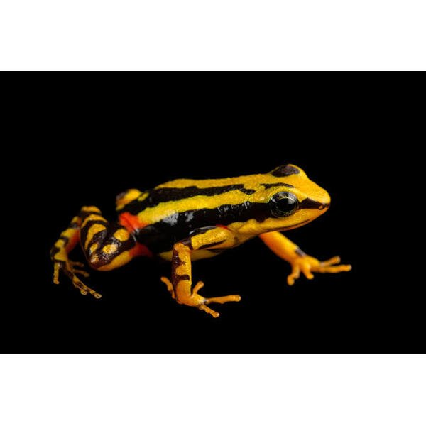 Tri-Colour Ecuadorian 14g