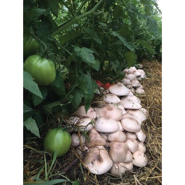 Agaricus 14g
