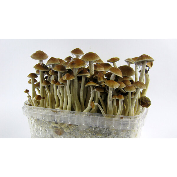 Golden Halo 14g