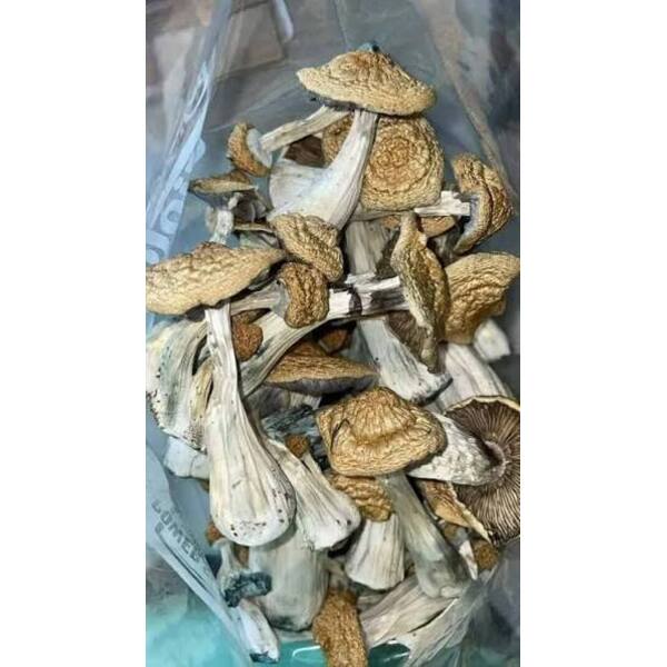 Golden Teacher 14g