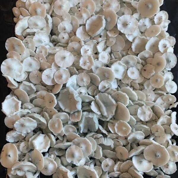 Avery's Albino 14g